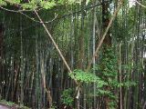 More dark bamboo