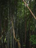 Dark bamboo