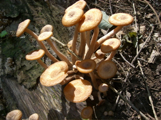 Mushroom Bunches 5