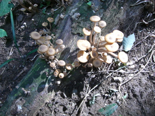 Mushroom Bunches 2